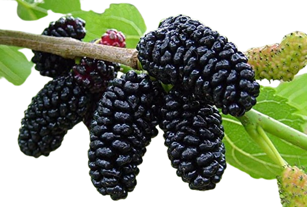 Mulberrie123-