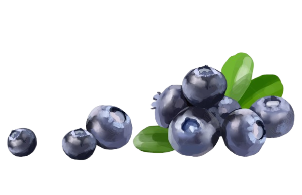 Blueberries - Image 2